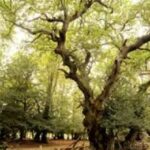 मिशन-2027: भाजपा की ‘नो-सीट शिफ्ट’ पॉलिसी, मंत्रियों और विधायकों को अपनी ही जमीन पर दिखाना होगा दम