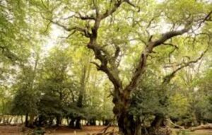 उधम सिंह नगर: जंगल में पेड़ से लटका मिला राजमिस्त्री का शव, संदिग्ध परिस्थितियों में हुई मौत से सनसनी