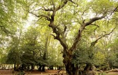 उधम सिंह नगर: जंगल में पेड़ से लटका मिला राजमिस्त्री का शव, संदिग्ध परिस्थितियों में हुई मौत से सनसनी